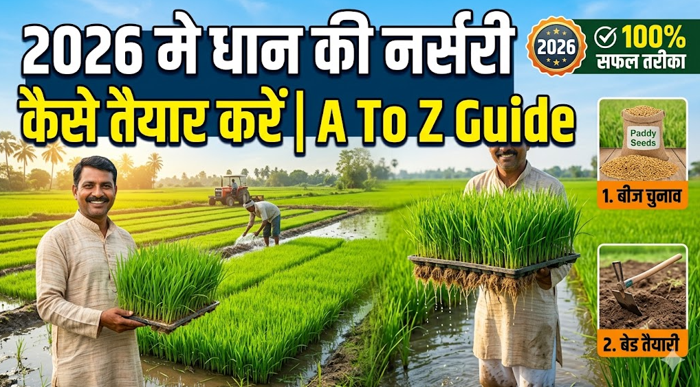 धान की नर्सरी कैसे तैयार करें