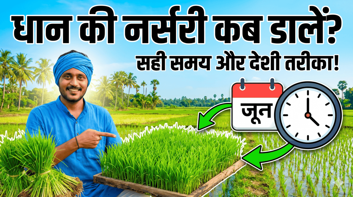 dhan ki nursery dalne ka sahi samay