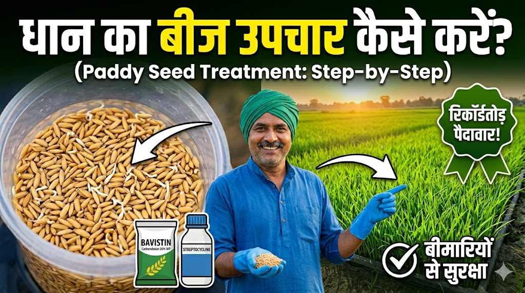 dhan-ka-beej-upchar-kaise-kare