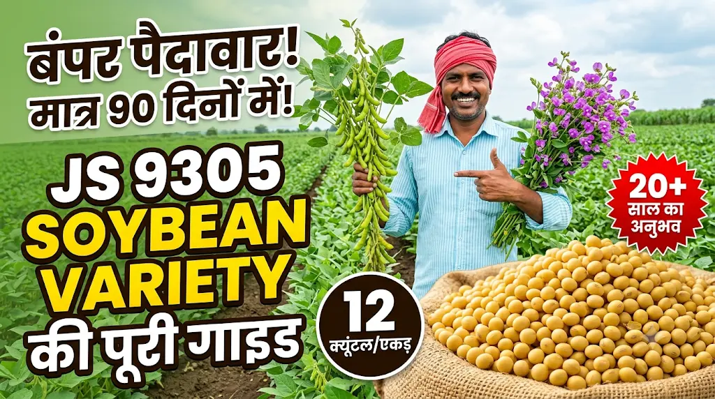 js-9305-soybean-variety-yield-features-guide