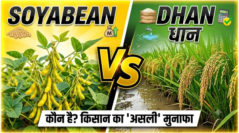 soyabean-vs-dhan-profit-comparison