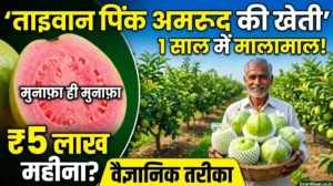 taiwan-pink-amrud-ki-kheti-