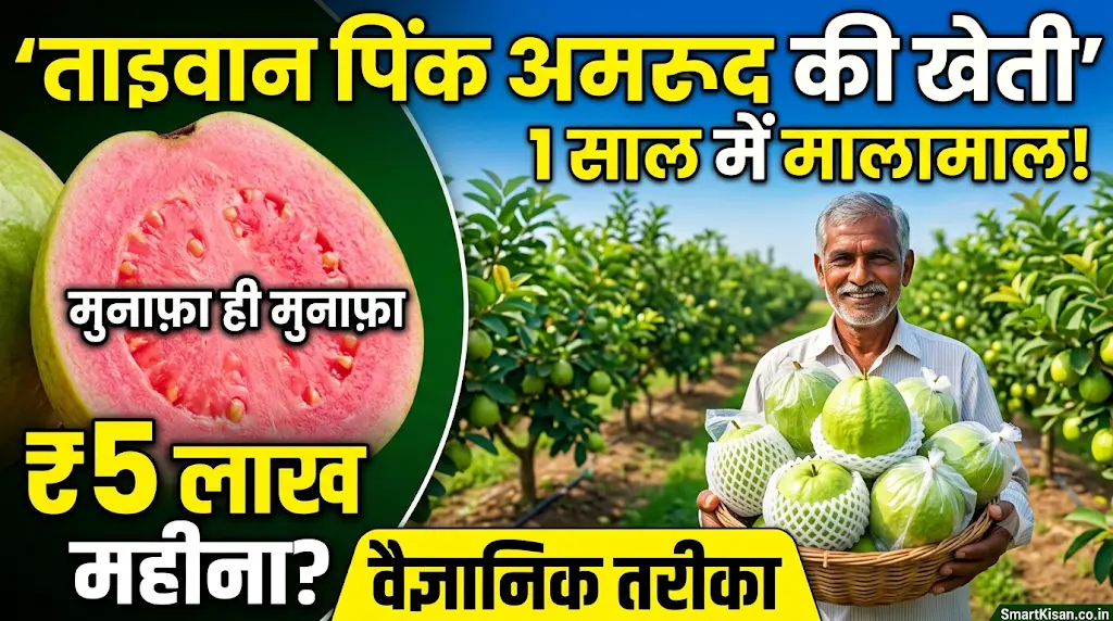 taiwan-pink-amrud-ki-kheti-