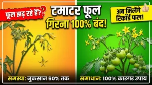 tomato-flower-drop-remedies-solutions