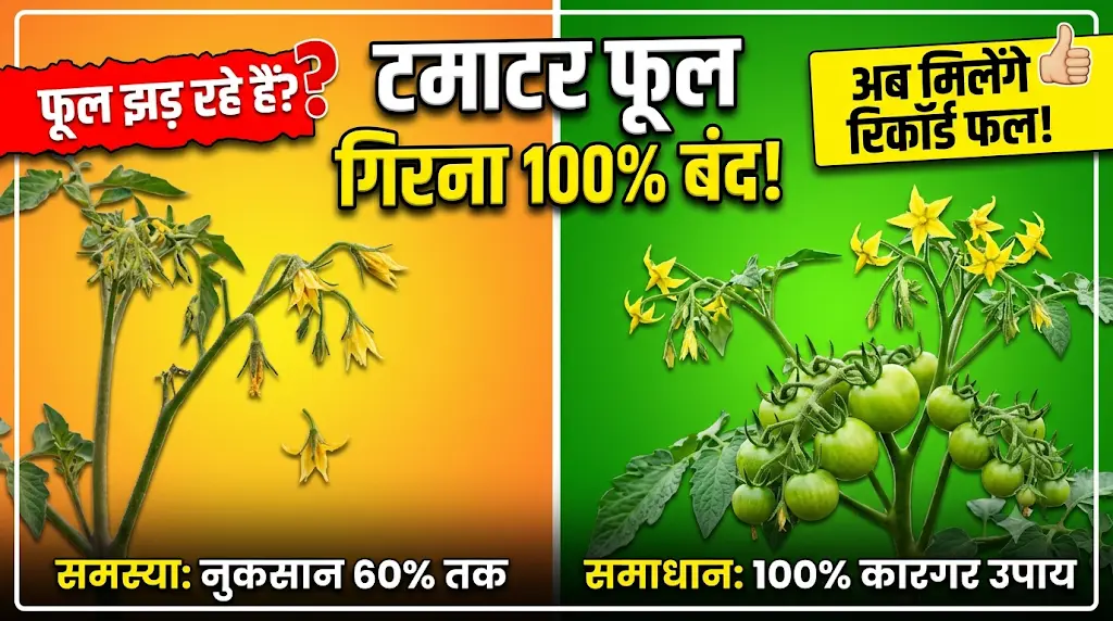 tomato-flower-drop-remedies-solutions