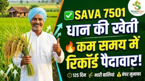 sava-7501-paddy-seed-variety-yield-price-hindi
