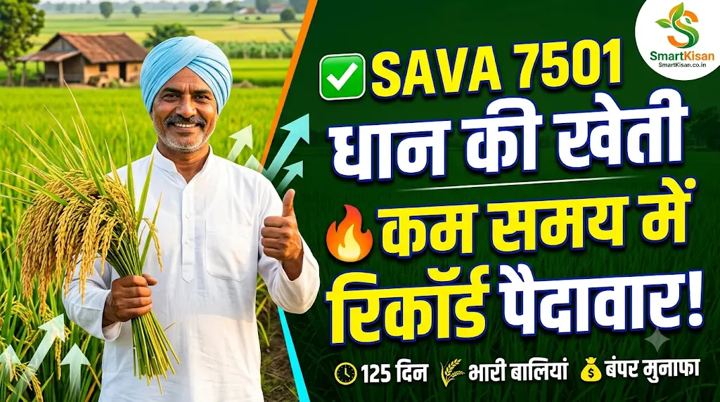 sava-7501-paddy-seed-variety-yield-price-hindi