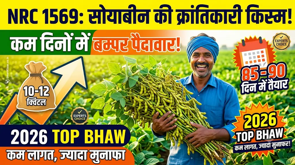 nrc-1569-soybean-variety-features-yield-hindi