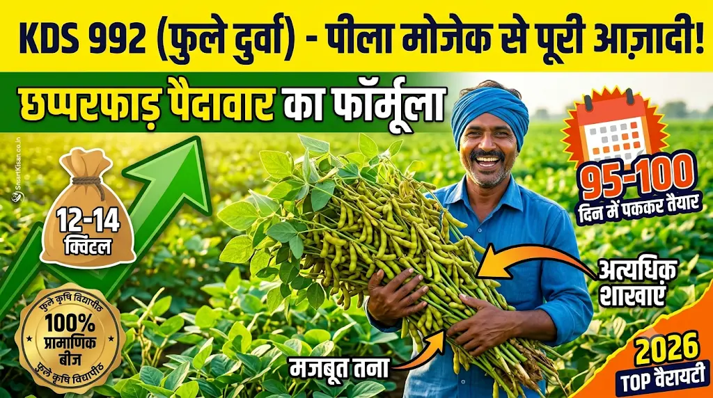 kds-992-soybean-variety-features-yield-hindi