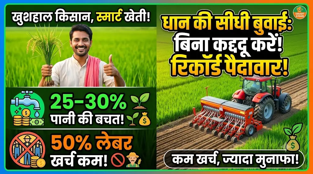 dhan-ki-seedhi-buwai-dsr-karne-ka-sahi-tarika