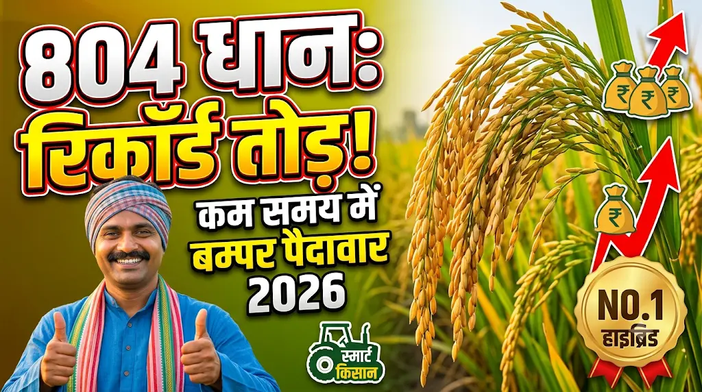 804-paddy-variety-yield-and-features-hindi