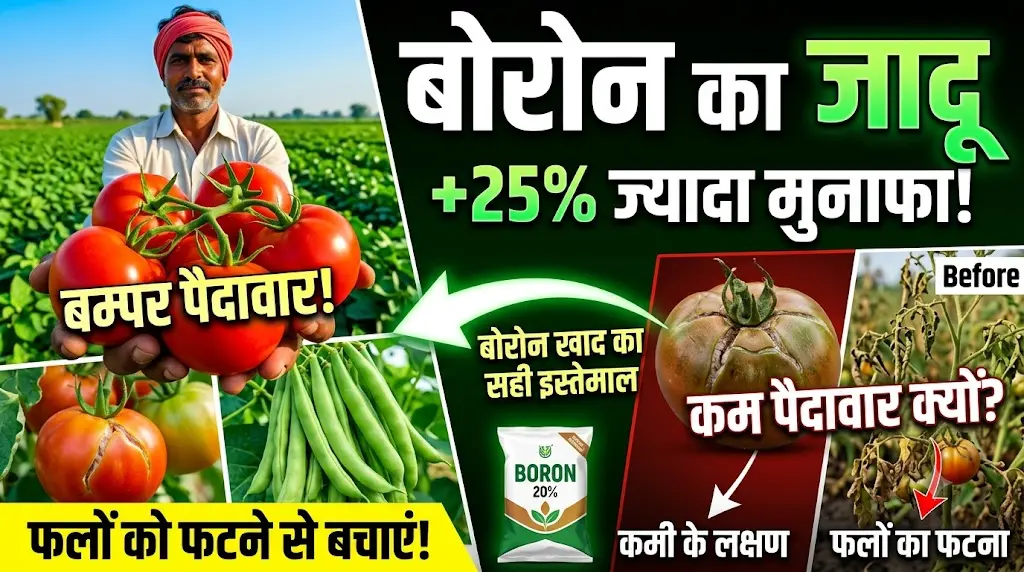 boron-fertilizer-uses-yield-benefits-hindi