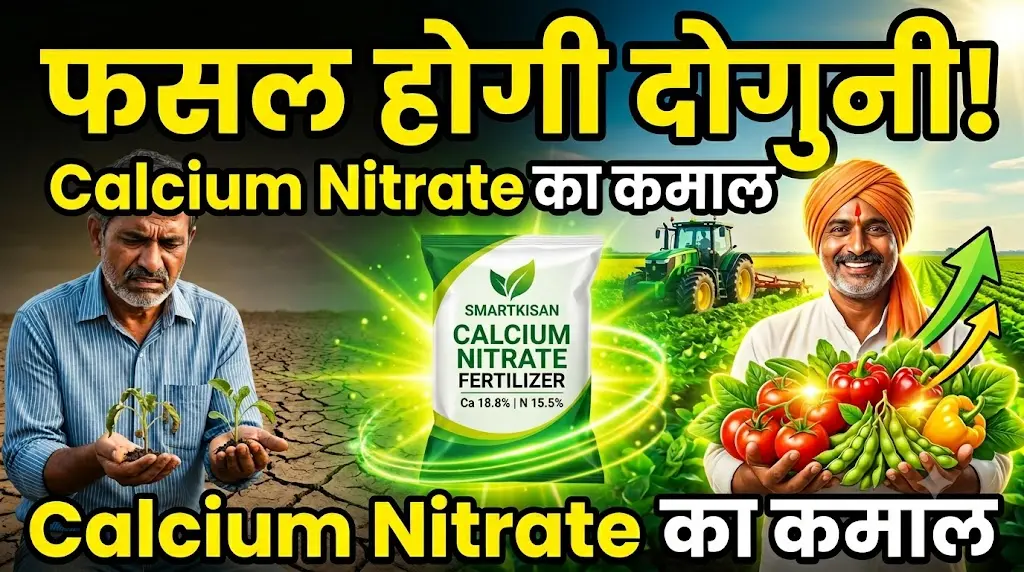 calcium-nitrate-fertilizer-uses-benefits-hindi