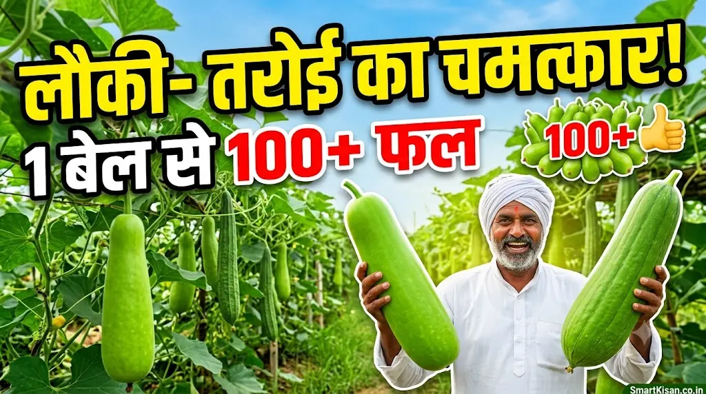 lauki-taroi-me-3g-cutting-kaise-kare-yield-guide