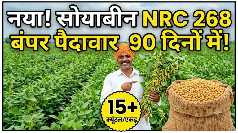 nrc-268-soyabean-variety-yield-features-guide
