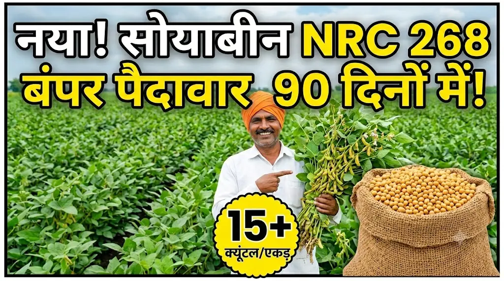 nrc-268-soyabean-variety-yield-features-guide