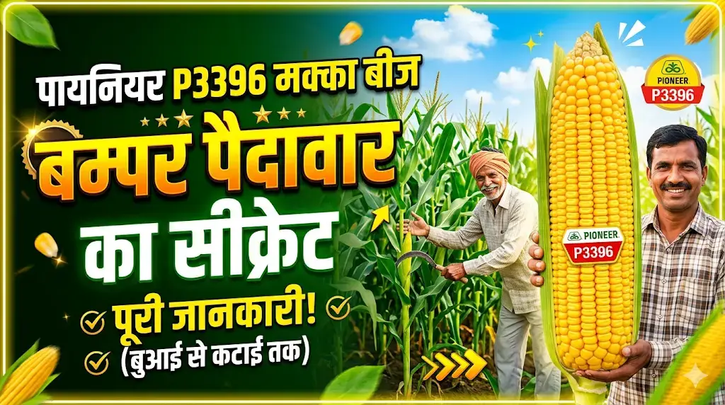 pioneer-p3396-makka-beej-puri-jankari