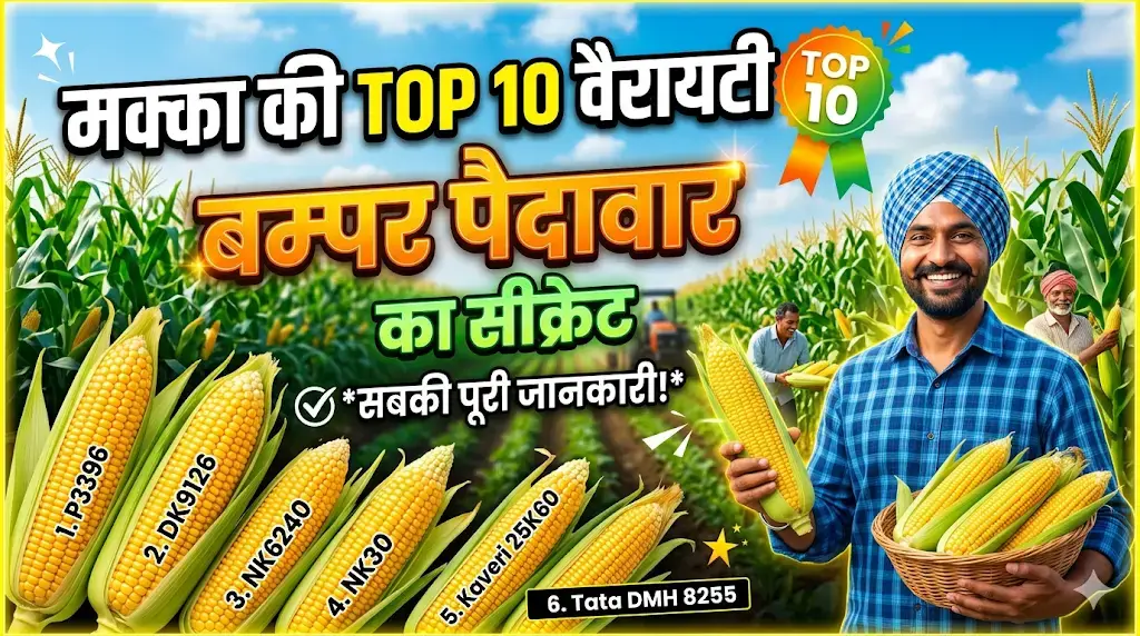 makka-ki-top-10-variety-hybrid-seeds
