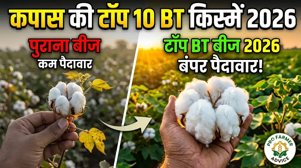 top-10-bt-cotton-varieties-2026