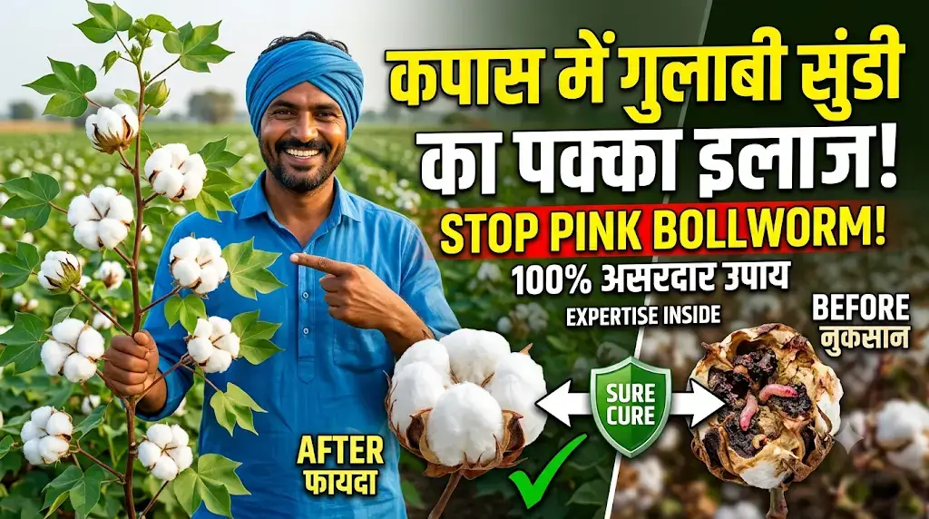kapas-me-gulabi-sundi-ka-ilaj
