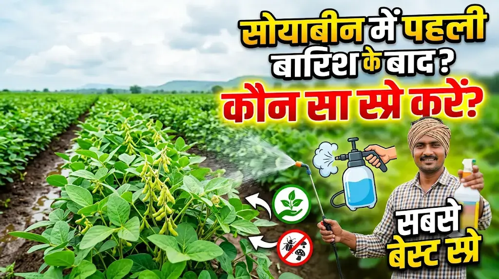 soyabean-me-pehli-barish-ke-baad-kaun-sa-spray-kare