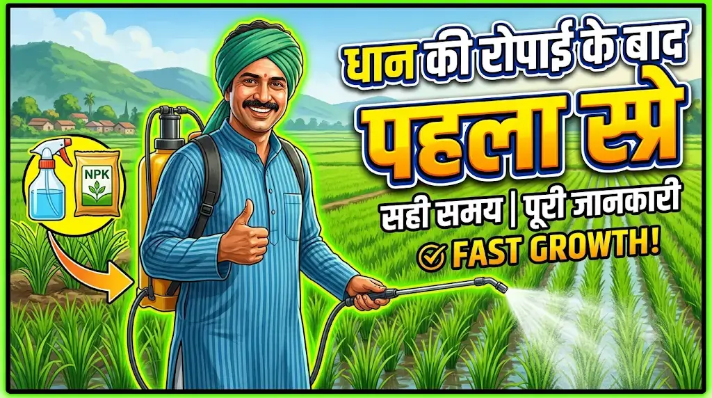 dhan-ki-ropai-ke-baad-pehla-spray