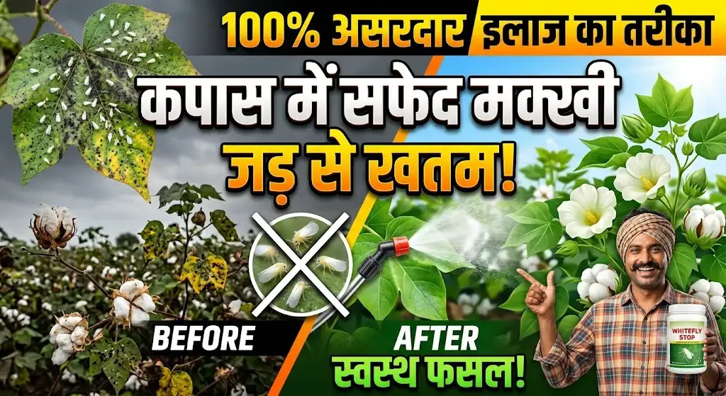 kapas-me-safed-makkhi-ka-ilaj-dawa