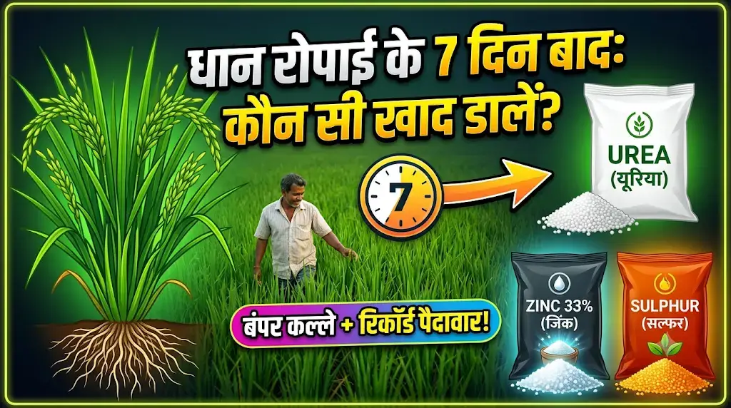 dhan-ki-ropai-ke-7-din-baad-kaun-si-khad-dale