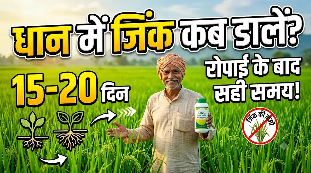 dhan-ki-ropai-ke-baad-zinc-kab-dale