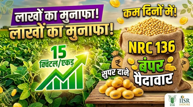 nrc-136-soyabean-variety-features-yield-hindi