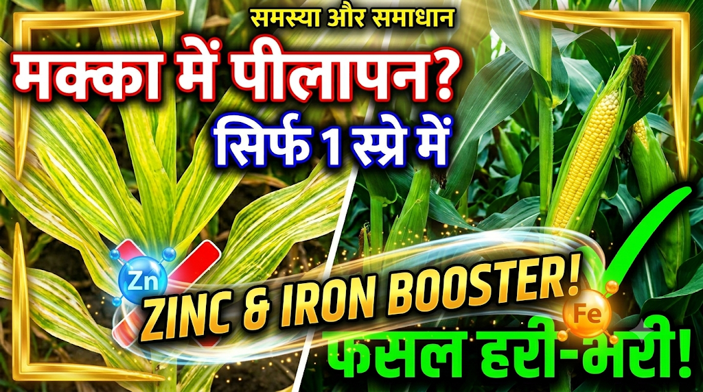maize-zinc-iron-deficiency-symptoms-solutions
