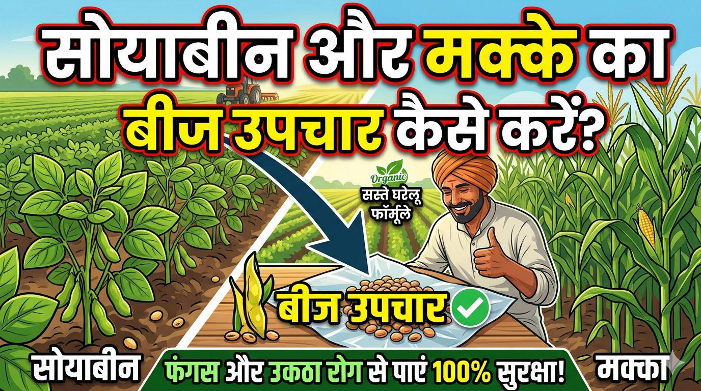 soybean-aur-makka-beej-upchar-kaise-kare-sahi-tarika