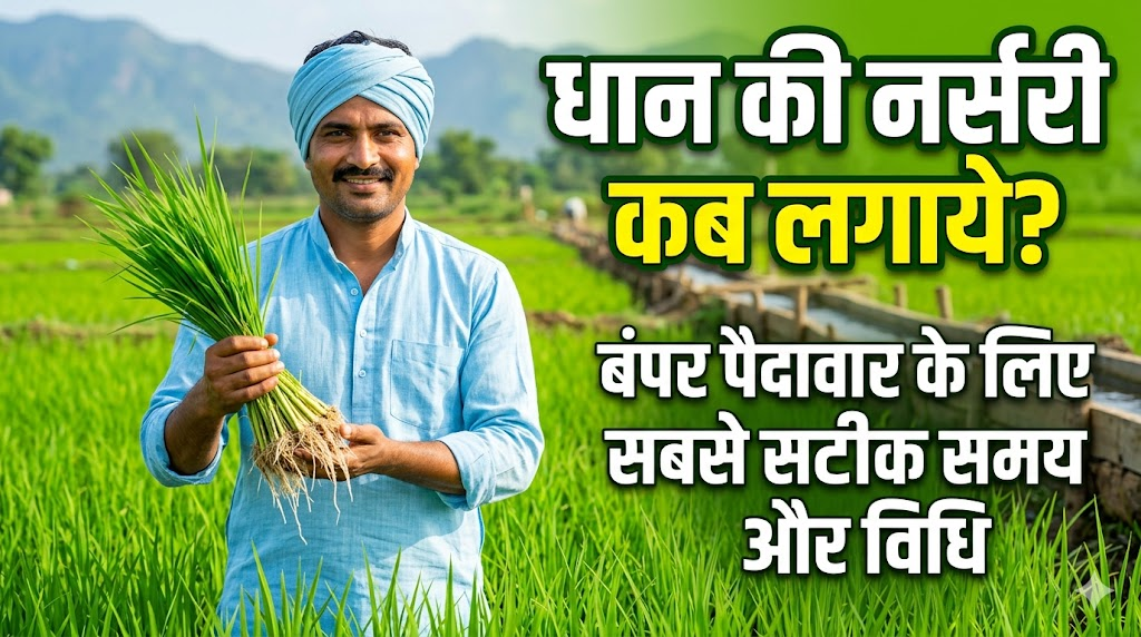 dhan-ki-nursery-kab-lagaye-sahi-samay