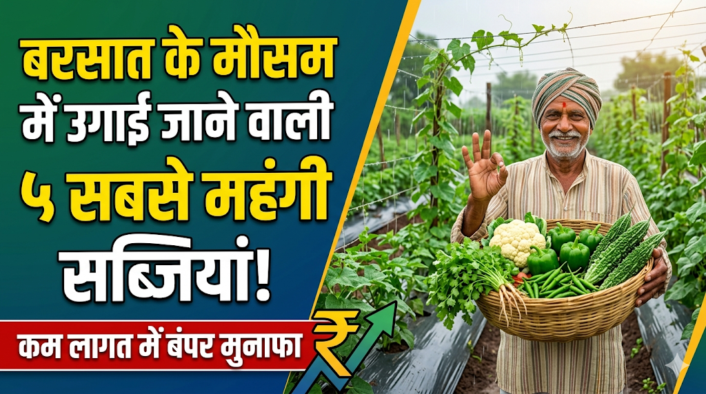papaya-farming-1-acre-cost-profit-calculation