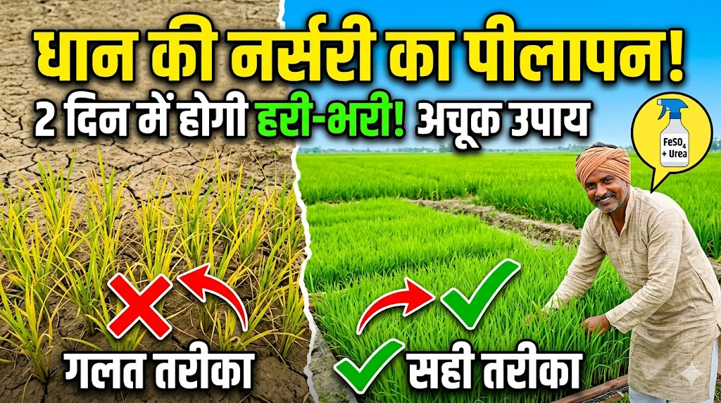dhan-ki-nursery-me-pilapan-dur-karne-ke-upay