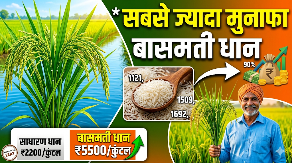 sabse-jyada-munafa-dene-wali-basmati-dhan-ki-kisme