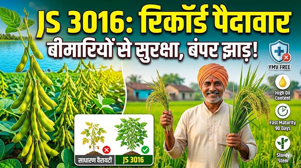 js-3016-soybean-variety-yield-and-features-hindi