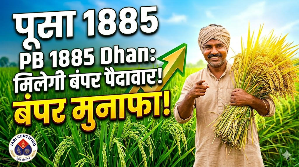 pb-1885-dhan-variety-pusa-basmati-features-yield