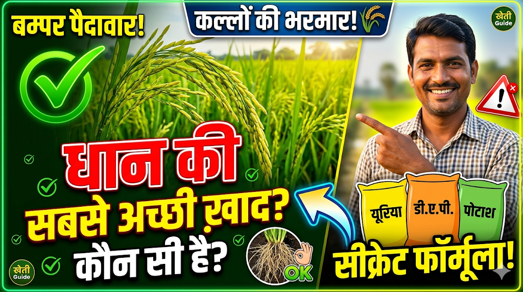 dhan-ke-liye-sabse-achhi-khad-kaun-si-hai