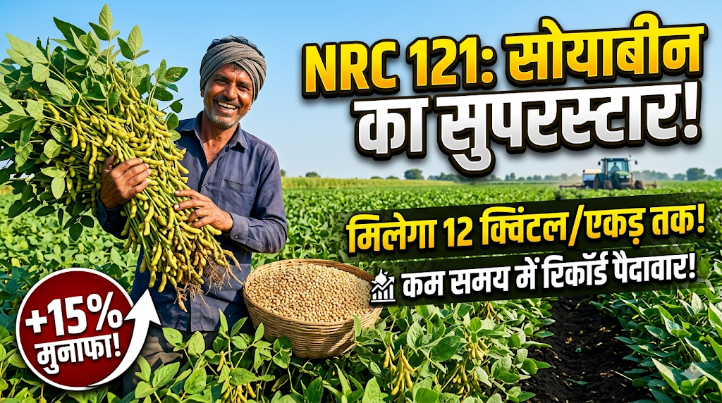 nrc-121-soyabean-variety-yield-features-hindi