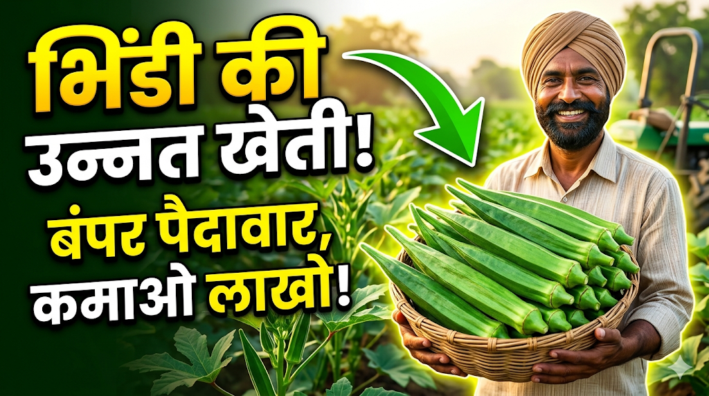 bhindi-ki-unnat-kheti-kaise-kare