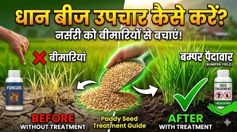 dhan-ka-beej-upchar-kaise-kare
