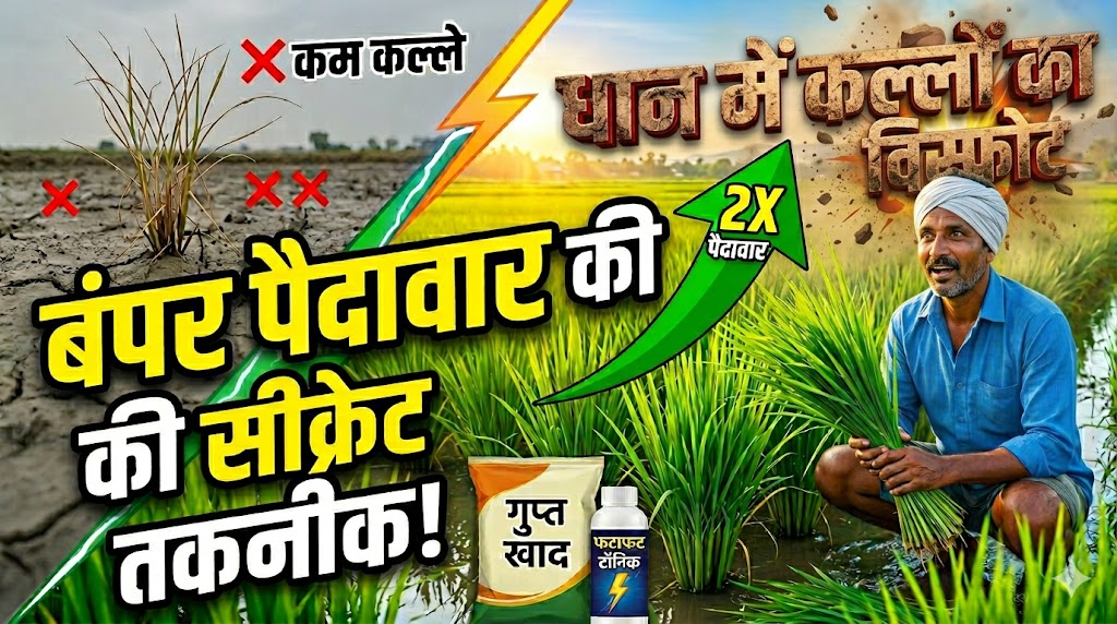 dhan-me-kallo-ka-futav-kaise-badhaye