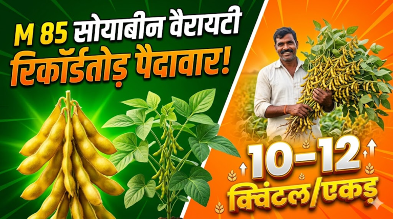 m-85-soyabean-variety-yield-duration-cultivation-guide