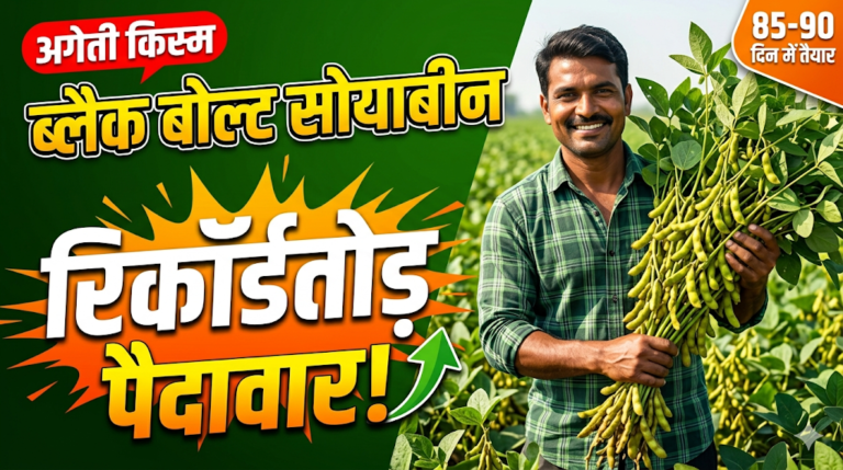 black-bolt-soyabean-variety-yield-duration-cultivation-guide