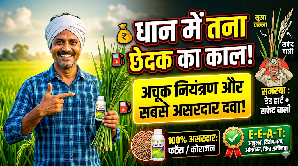 dhan-me-tana-chedak-niyantran-top-insecticides-and-prevention