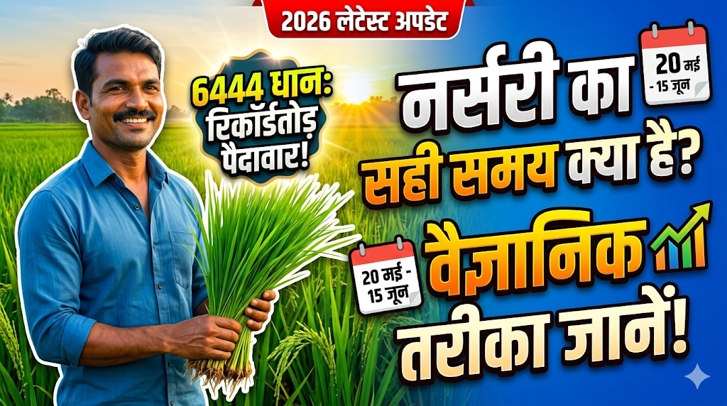 6444-dhan-ki-nursery-kab-dale-sahi-samay-aur-tarika