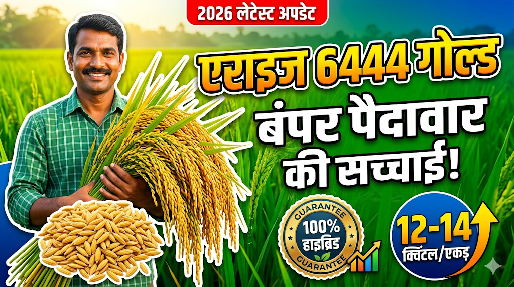 bayer-arize-6444-gold-paddy-hybrid-cultivation-guide-hindi