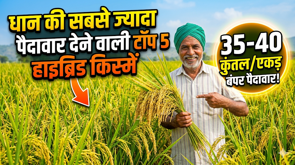 top-hybrid-paddy-rice-varieties-cultivation-guide-hindi