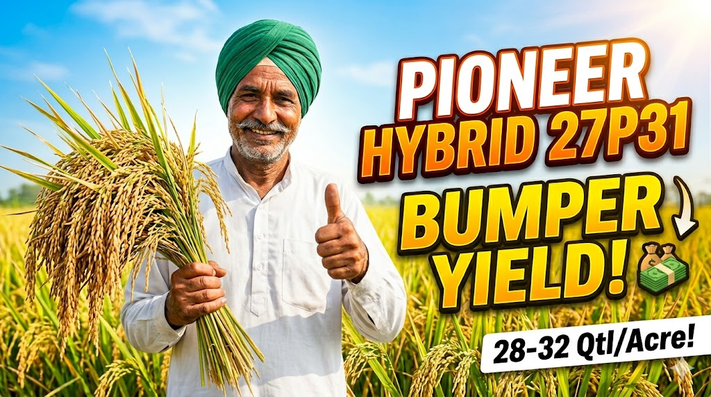 pioneer-hybrid-paddy-27p31-farming-guide